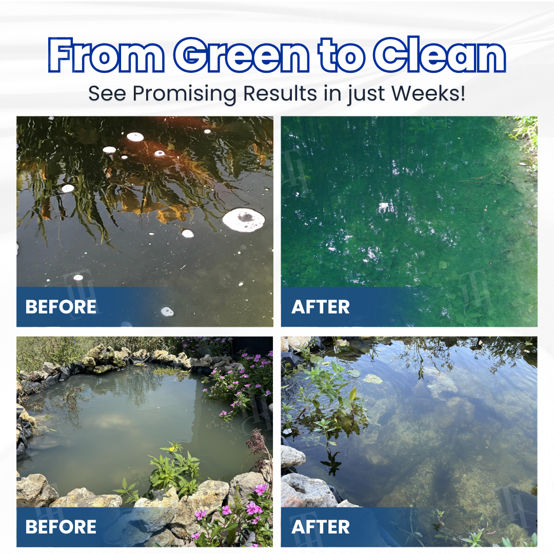 ✨ From Green to Clean Overnight! |⏱️ Crystal Clear in 24 Hours! | DeeVoo® Aqua-Guardian Pro Formula
