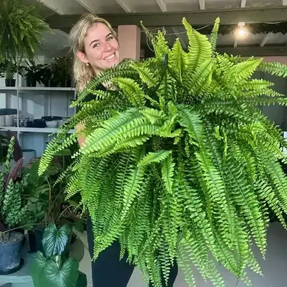 【𝐎𝐟𝐟𝐢𝐜𝐢𝐚𝐥 𝐔𝐒 𝐒𝐭𝐨𝐫𝐞】🏡🌿 𝐀𝐫𝐭𝐢𝐟𝐢𝐜𝐢𝐚𝐥 𝐁𝐨𝐬𝐭𝐨𝐧 𝐅𝐞𝐫𝐧 · 𝐔𝐕-𝐑𝐞𝐬𝐢𝐬𝐭𝐚𝐧𝐭 𝐋𝐢𝐟𝐞𝐥𝐢𝐤𝐞 𝐅𝐚𝐮𝐱 𝐏𝐥𝐚𝐧𝐭 · 🌱𝐅𝐮𝐥𝐥 & 𝐍𝐚𝐭𝐮𝐫𝐚𝐥 𝐆𝐫𝐞𝐞𝐧𝐞𝐫𝐲 𝐟𝐨𝐫 𝐈𝐧𝐝𝐨𝐨𝐫 & 𝐎𝐮𝐭𝐝𝐨𝐨𝐫 𝐃𝐞𝐜𝐨𝐫