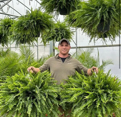 【𝐎𝐟𝐟𝐢𝐜𝐢𝐚𝐥 𝐔𝐒 𝐒𝐭𝐨𝐫𝐞】🏡🌿 𝐀𝐫𝐭𝐢𝐟𝐢𝐜𝐢𝐚𝐥 𝐁𝐨𝐬𝐭𝐨𝐧 𝐅𝐞𝐫𝐧 · 𝐔𝐕-𝐑𝐞𝐬𝐢𝐬𝐭𝐚𝐧𝐭 𝐋𝐢𝐟𝐞𝐥𝐢𝐤𝐞 𝐅𝐚𝐮𝐱 𝐏𝐥𝐚𝐧𝐭 · 🌱𝐅𝐮𝐥𝐥 & 𝐍𝐚𝐭𝐮𝐫𝐚𝐥 𝐆𝐫𝐞𝐞𝐧𝐞𝐫𝐲 𝐟𝐨𝐫 𝐈𝐧𝐝𝐨𝐨𝐫 & 𝐎𝐮𝐭𝐝𝐨𝐨𝐫 𝐃𝐞𝐜𝐨𝐫