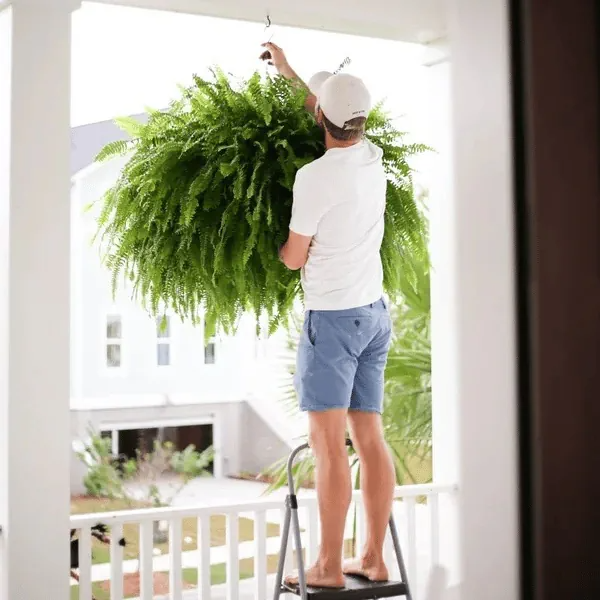 【𝐎𝐟𝐟𝐢𝐜𝐢𝐚𝐥 𝐔𝐒 𝐒𝐭𝐨𝐫𝐞】🏡🌿 𝐀𝐫𝐭𝐢𝐟𝐢𝐜𝐢𝐚𝐥 𝐁𝐨𝐬𝐭𝐨𝐧 𝐅𝐞𝐫𝐧 · 𝐔𝐕-𝐑𝐞𝐬𝐢𝐬𝐭𝐚𝐧𝐭 𝐋𝐢𝐟𝐞𝐥𝐢𝐤𝐞 𝐅𝐚𝐮𝐱 𝐏𝐥𝐚𝐧𝐭 · 🌱𝐅𝐮𝐥𝐥 & 𝐍𝐚𝐭𝐮𝐫𝐚𝐥 𝐆𝐫𝐞𝐞𝐧𝐞𝐫𝐲 𝐟𝐨𝐫 𝐈𝐧𝐝𝐨𝐨𝐫 & 𝐎𝐮𝐭𝐝𝐨𝐨𝐫 𝐃𝐞𝐜𝐨𝐫